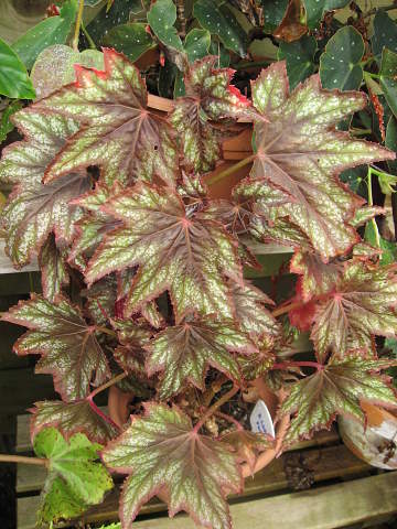 B. ‘Lady Paris’